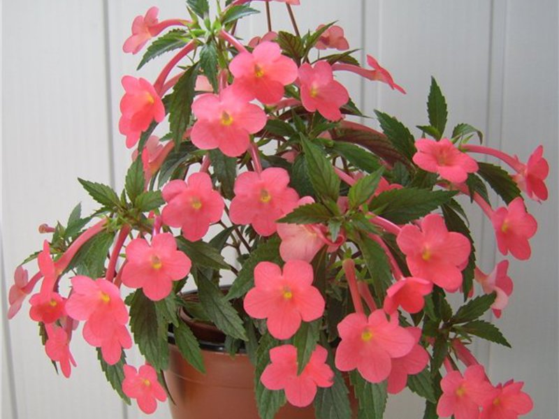 How to water achimenes