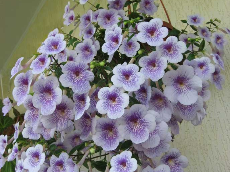 Conditions for growing achimenes