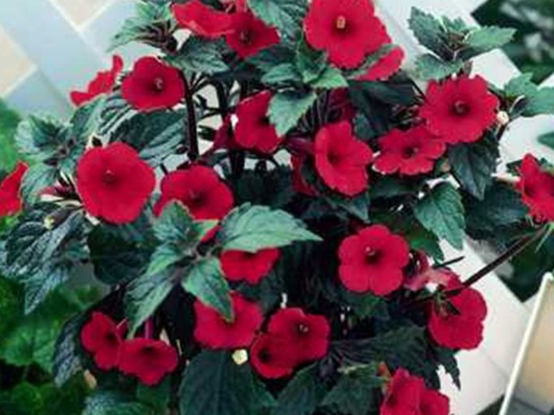 Achimenes hybrid variety