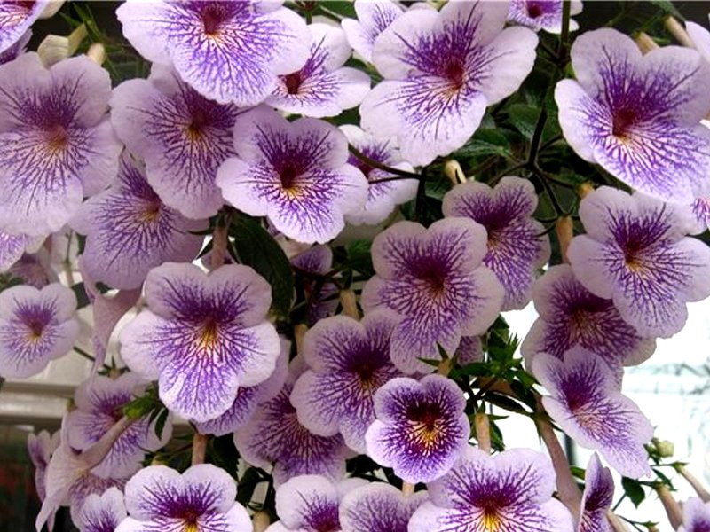 Achimenes small-flowered