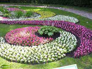 A flower bed of undersized flowers