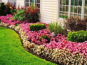 Flower garden of stunted plants