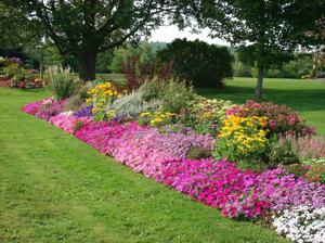 Types and varieties of low-growing flowers