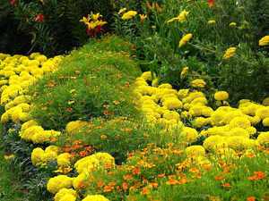 Low-growing annual flowers