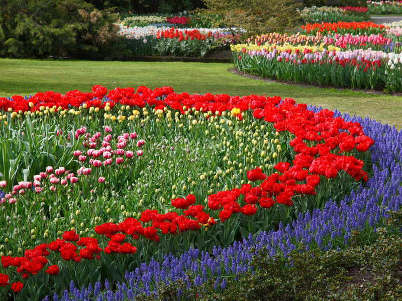 Selection of annual flowers