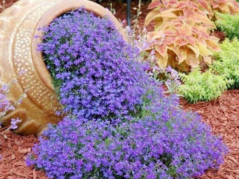 Selection of annual low-growing flowers