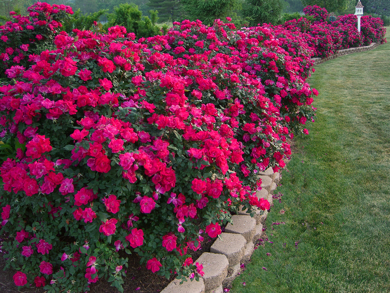 Tuber flowers