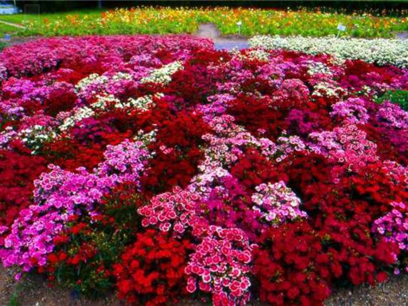 Creating a flower bed with undersized flowers