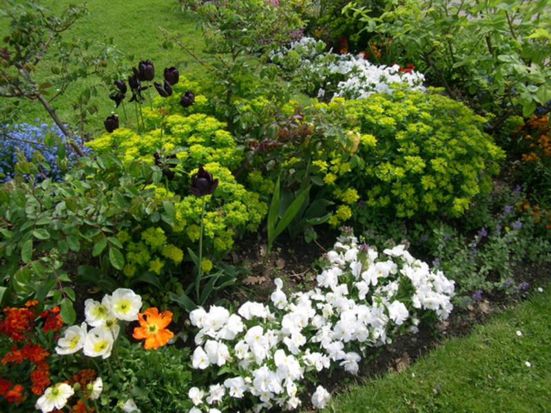 Beds of summer varieties