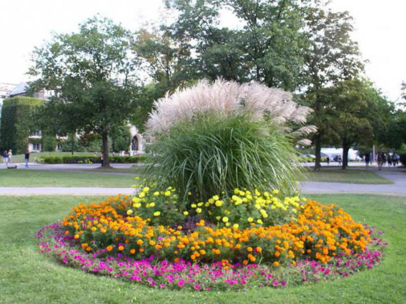 Flower garden of undersized flowers