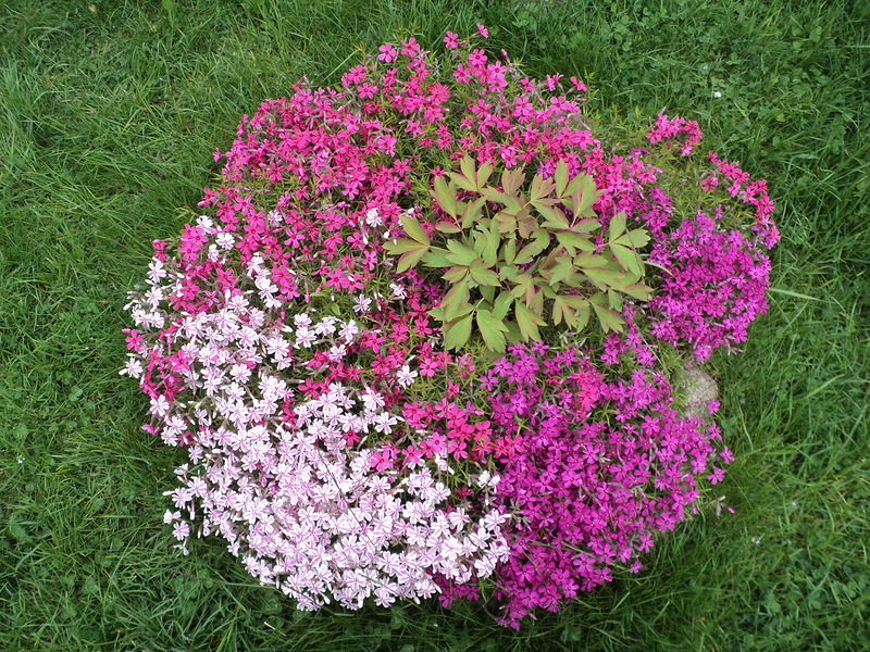 How to create a flower bed of undersized flowers