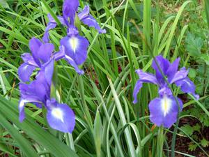 Dutch irises care