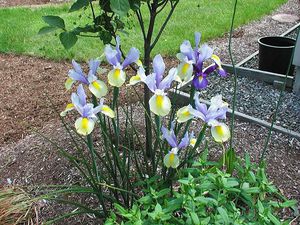 Dutch onion iris