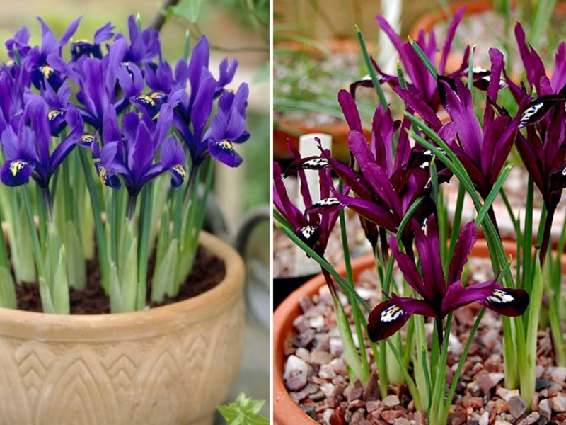 Planting and growing irises