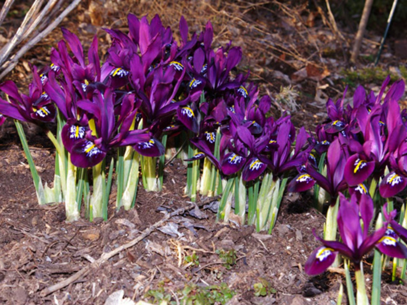 Period of flowering irises