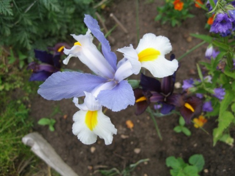 Blooming irises