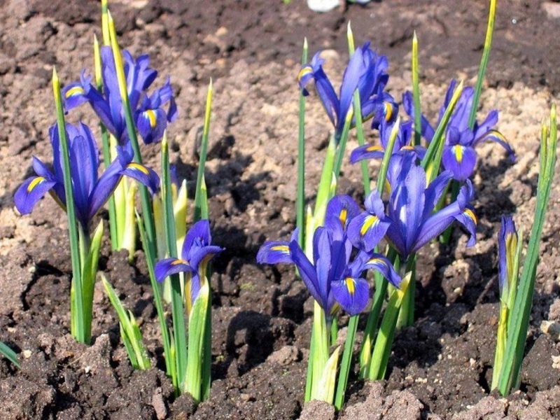 How Dutch irises grow