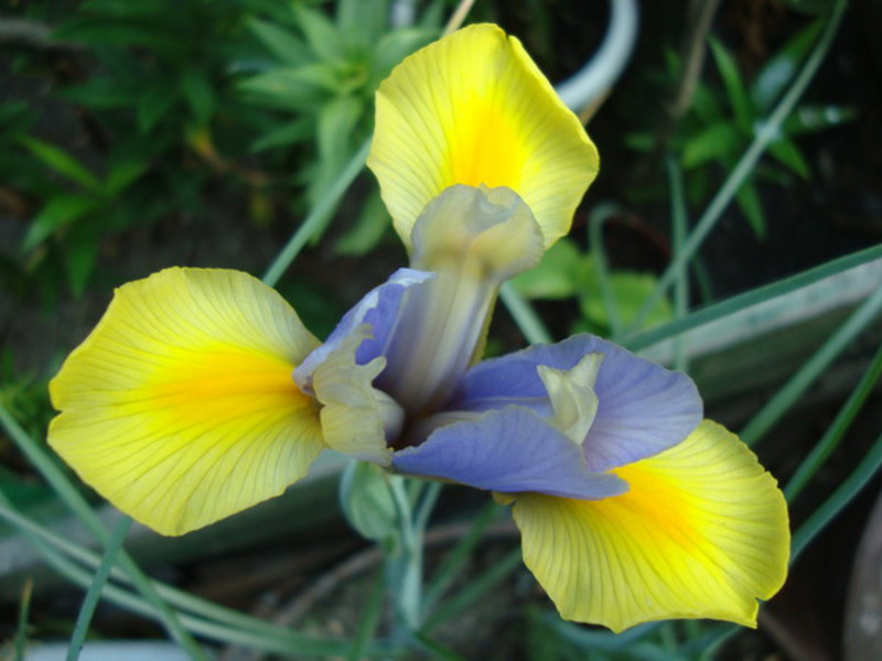 Bulbous irises