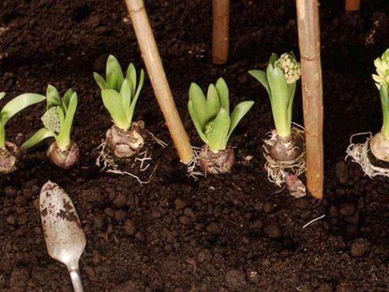 Planting and caring for bulbous irises