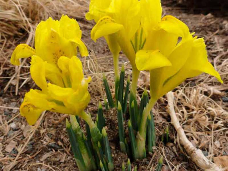 Dutch irises in the garden