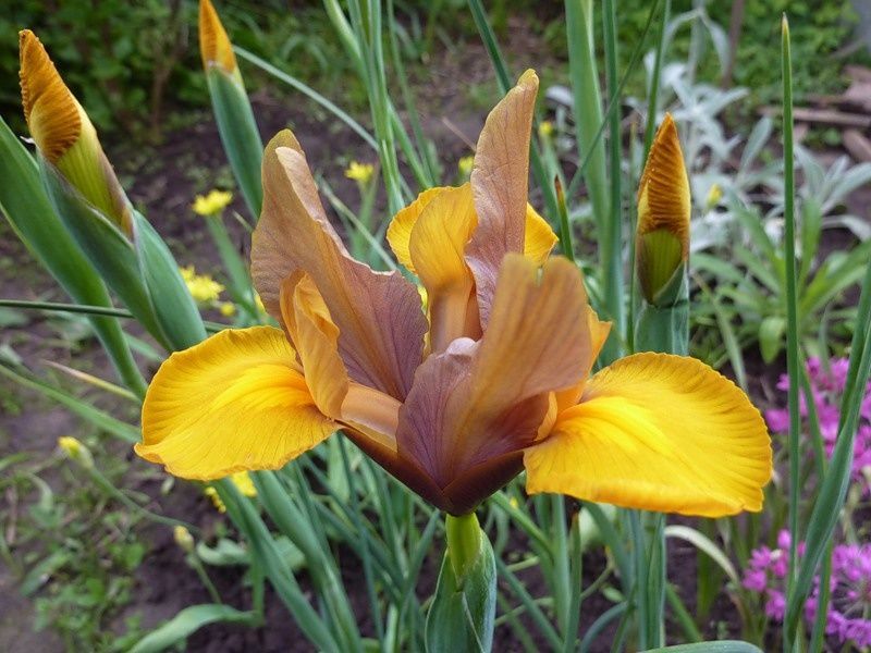 Irises and their care