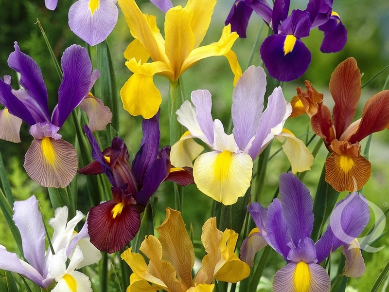 How and where to plant Dutch irises