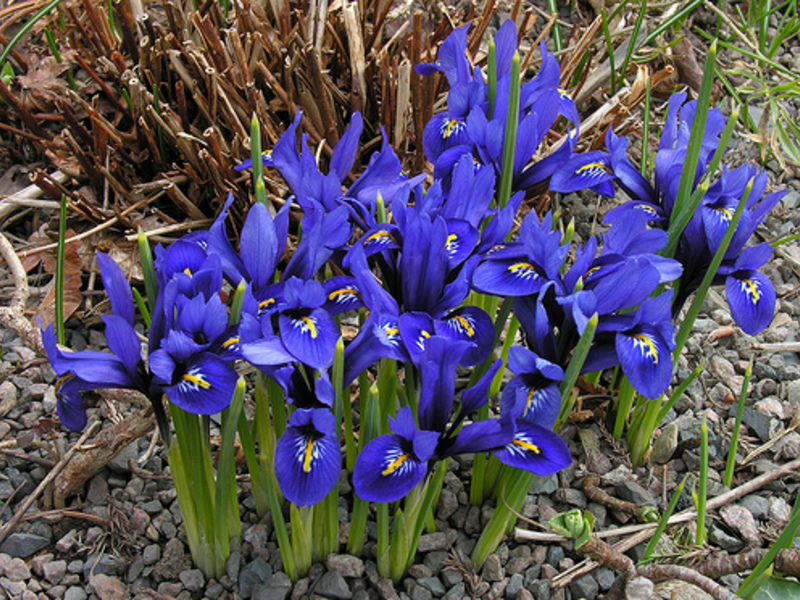 Correct planting of bulbous flowers