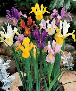 Dutch irises