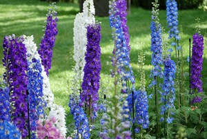 Conditions for growing delphinium