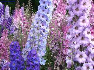 On the flowerbed delphinium