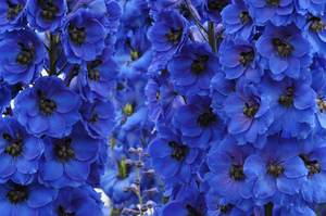 Delphinium planting and care