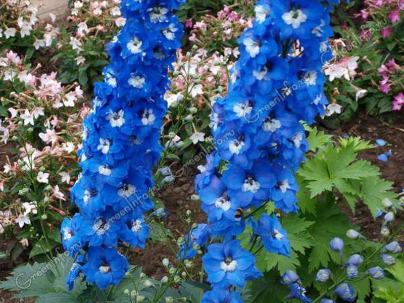 The best varieties of perennial delphinium