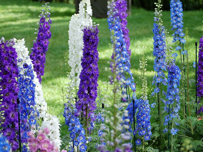 How to properly care for a perennial delphinium