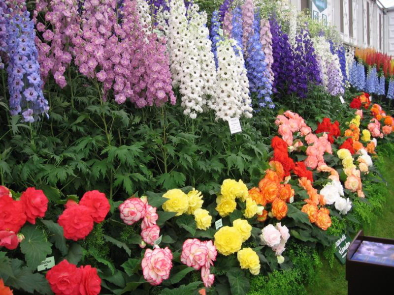 Seedling flower delphinium