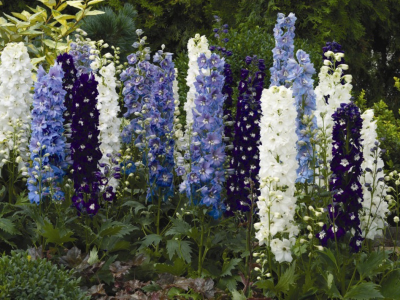 Garden flower delphinium