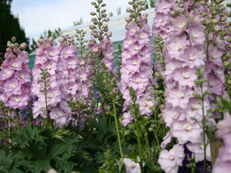 Delphinium planting and care