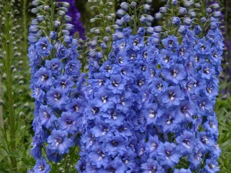 Delphinium in the flowerbed.