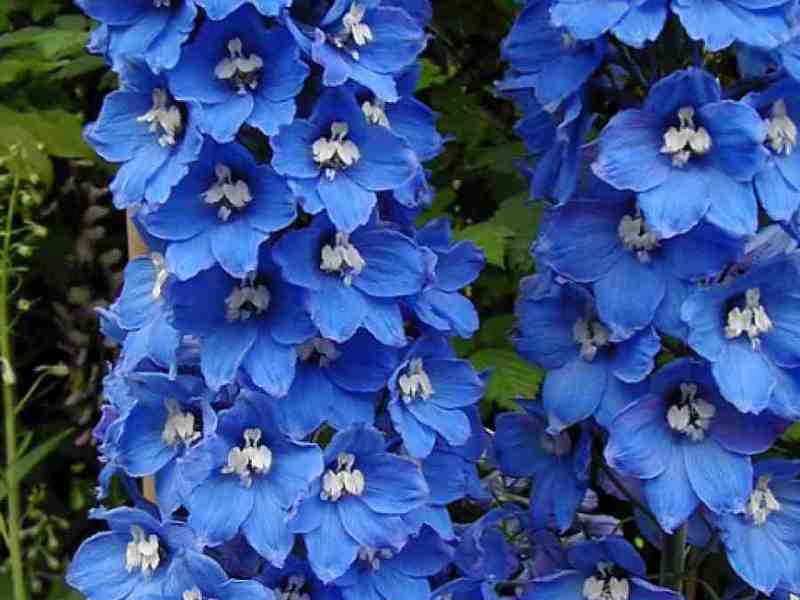 What does a delphinium look like