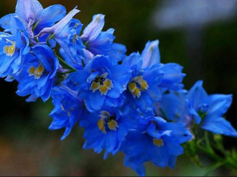 Description of the delphinium