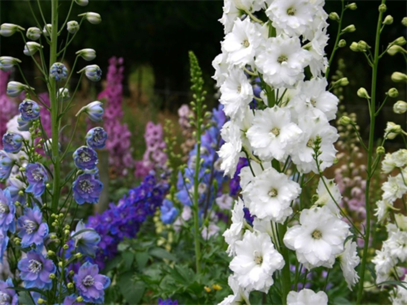 How the delphinium grows