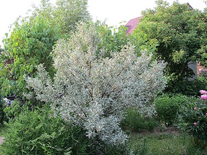 Silvery loch is especially decorative among the plantings of blue, purple flowers