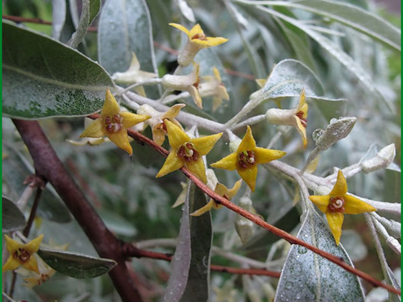 How the goose plant blooms