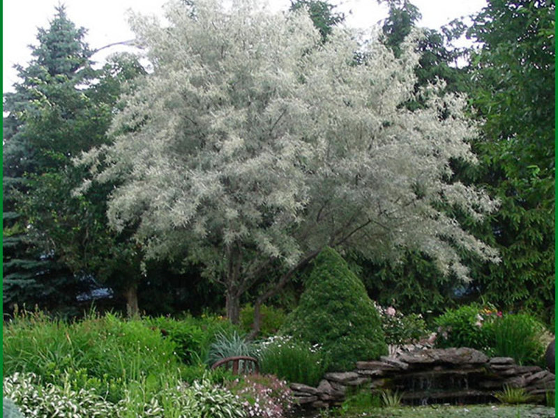 Correct planting of silvery sucker