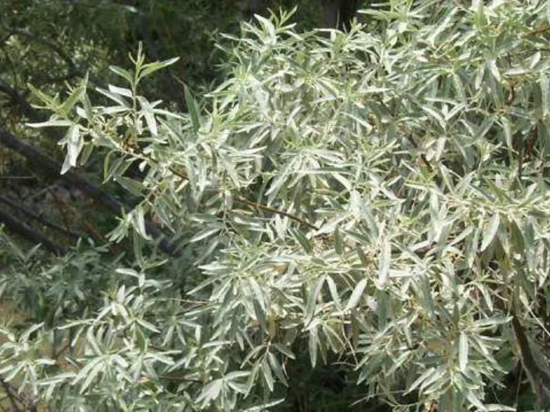 Silvery sucker is especially decorative among the plantings of blue, purple plants