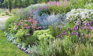 Attractive mixed flower beds in misborder