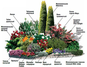  Perennial mixborder diagram is an example.