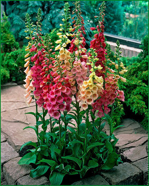 Foxglove on the ground is a beautiful flower bed.