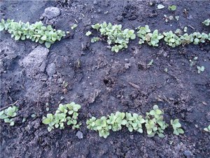 Foxglove sprouts in soil - flowers can be grown directly from seeds.