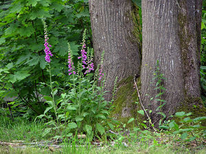 Foxglove in the forest and in the garden - what a plant looks like in nature.