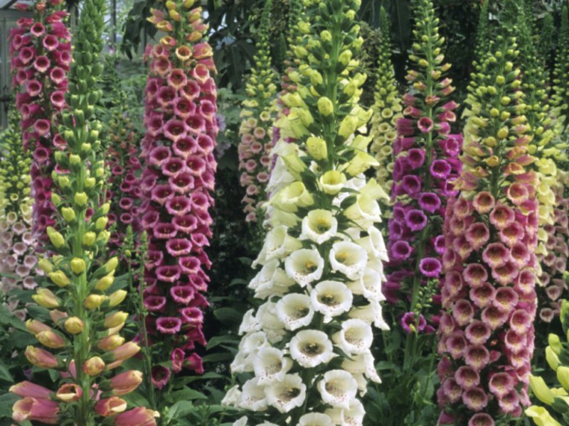 Foxglove in flower beds - beautiful flowers.